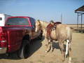 The real version of horsepower...Lena